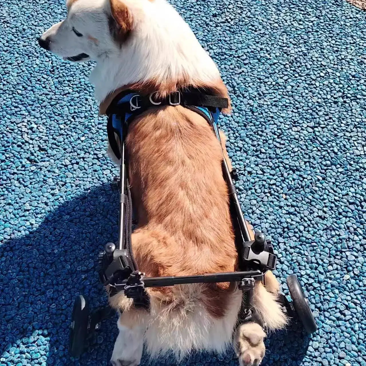 Waggin' Wheels Dog Rehabilitation Walker