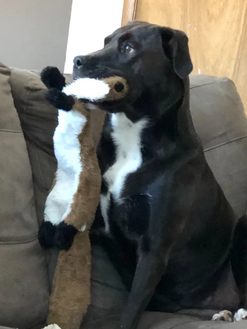 FlatOut Furry™ Squeaky Critter