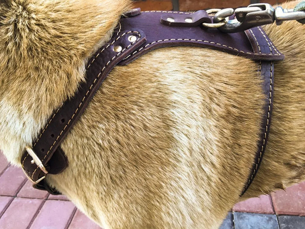 PawCommand Luxe Leather Harness/Leash