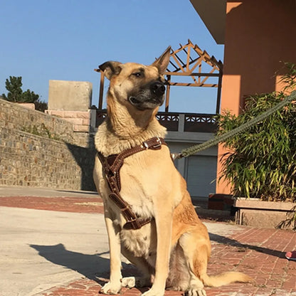 PawCommand Luxe Leather Harness/Leash