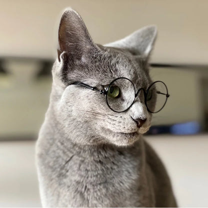 Pawparazzi Shades