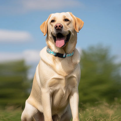 FloraFetch Collar