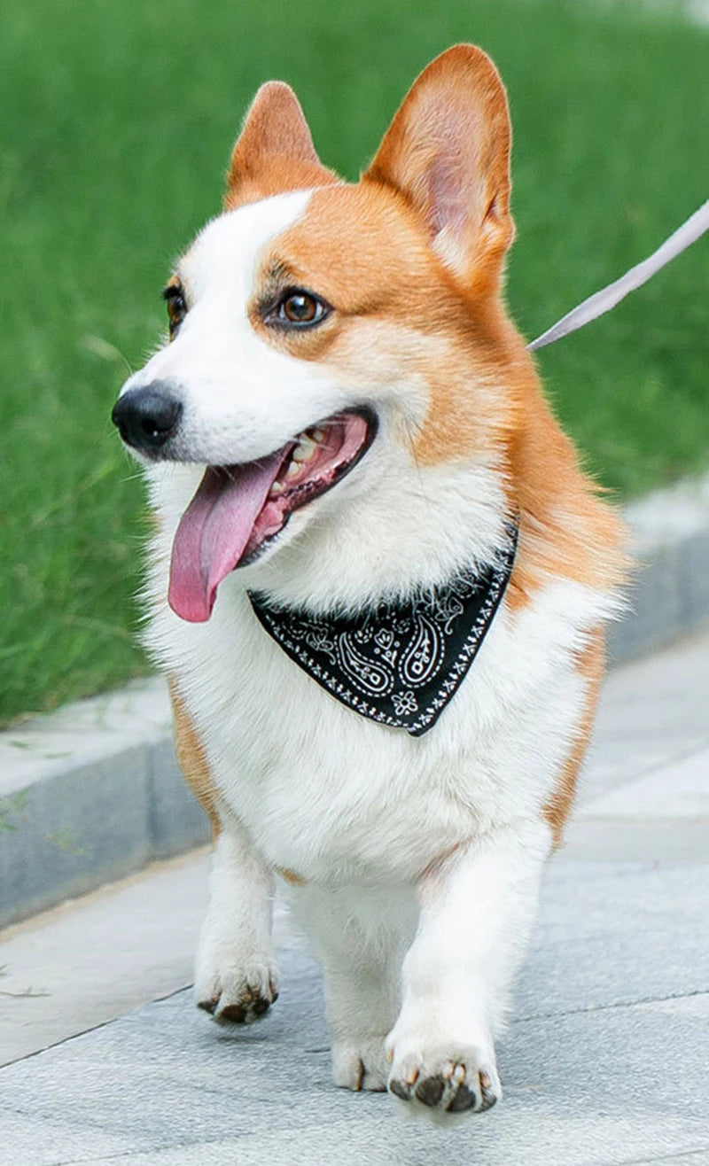 Wag & Whisker Scarf Collar