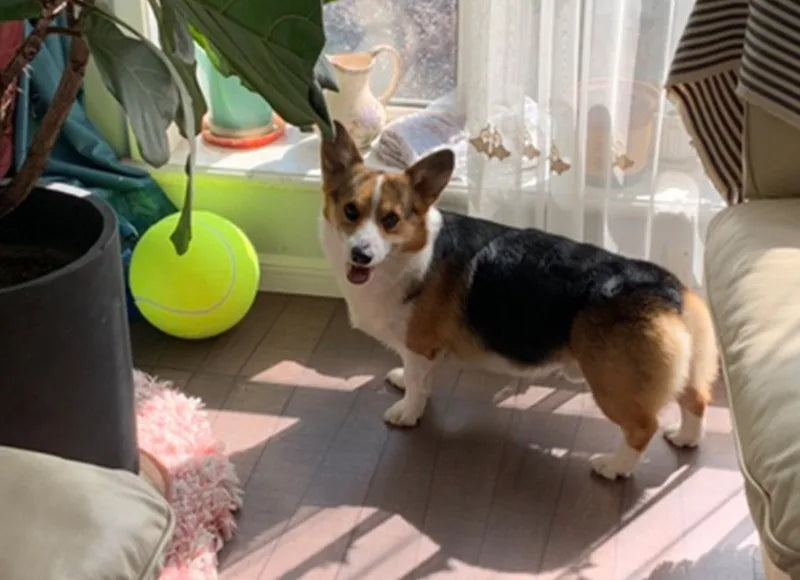 Fetchzilla Mega Tennis Ball