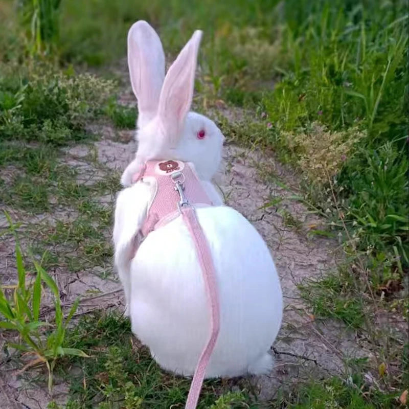 HopAlong Rabbit Harness and Leash