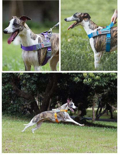 Stridezilla Harness