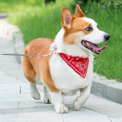 Wag & Whisker Scarf Collar